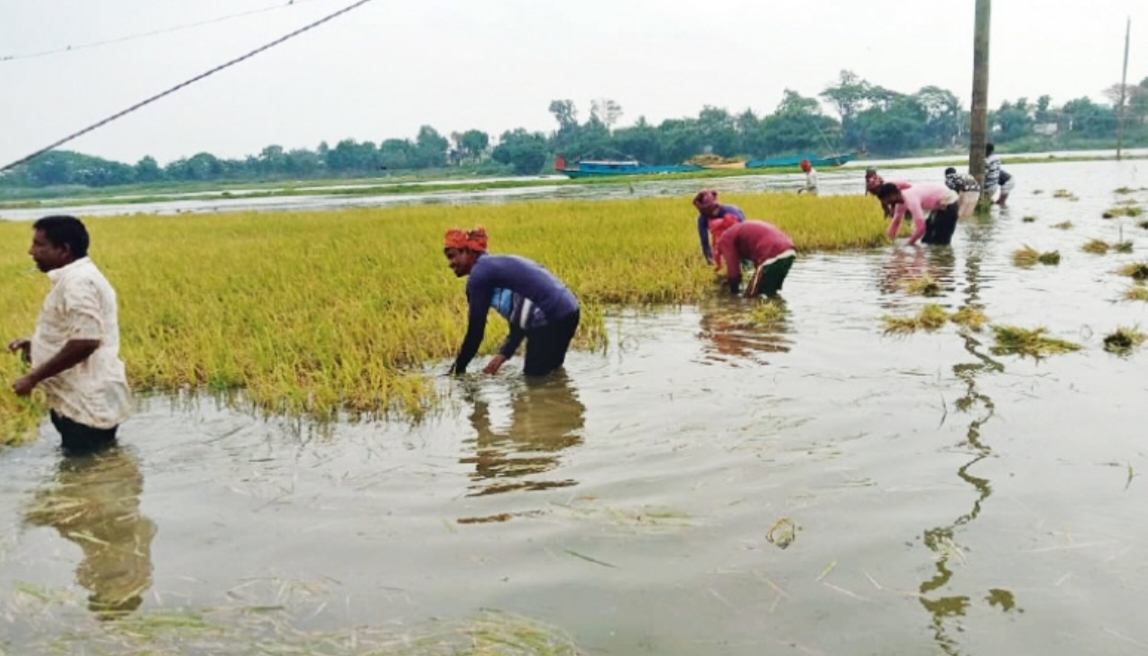 বৃষ্টিতে ডুবছে পাকা ধান, কৃষকের স্বপ্ন পানির নিচে