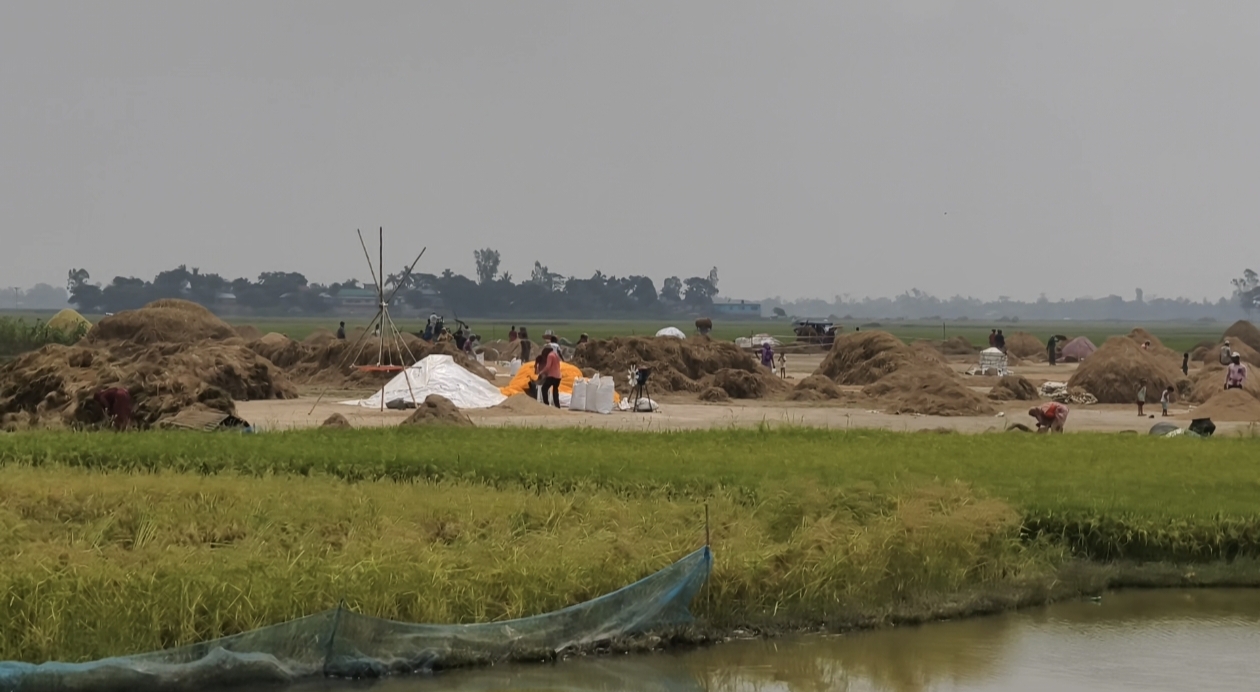 হবিগঞ্জের হাওরে ডুবেছে পাকা ধান, কৃষকদের হাহাকার