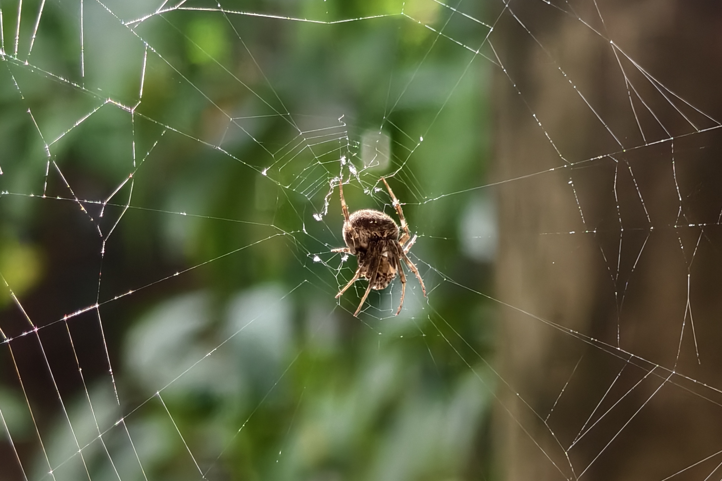 মাকড়সা কীভাবে জাল তৈরি করে?